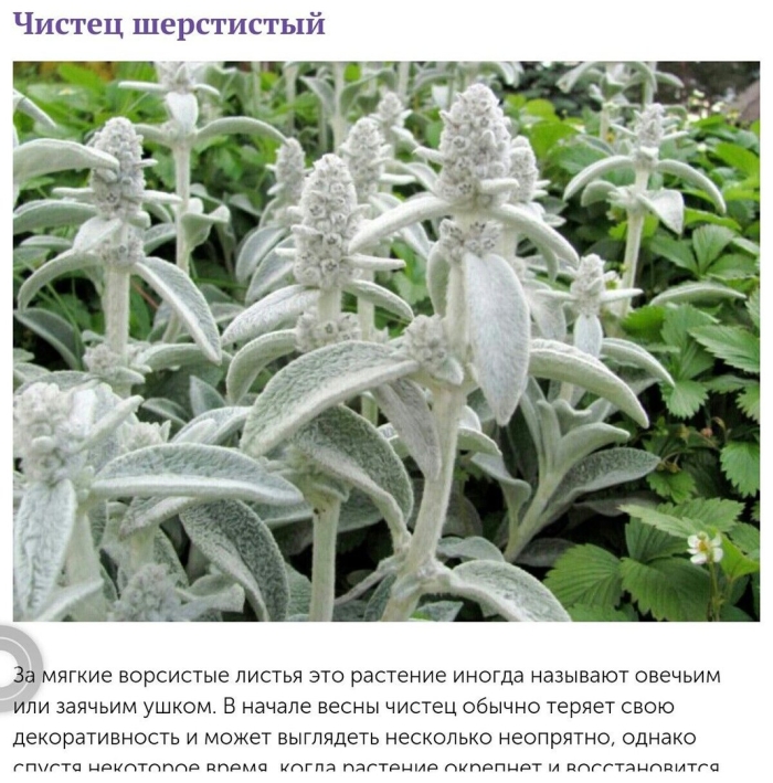 Чистец стахис