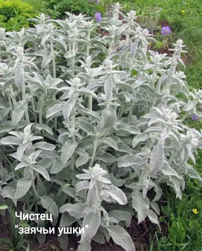 Чистец шерстистый