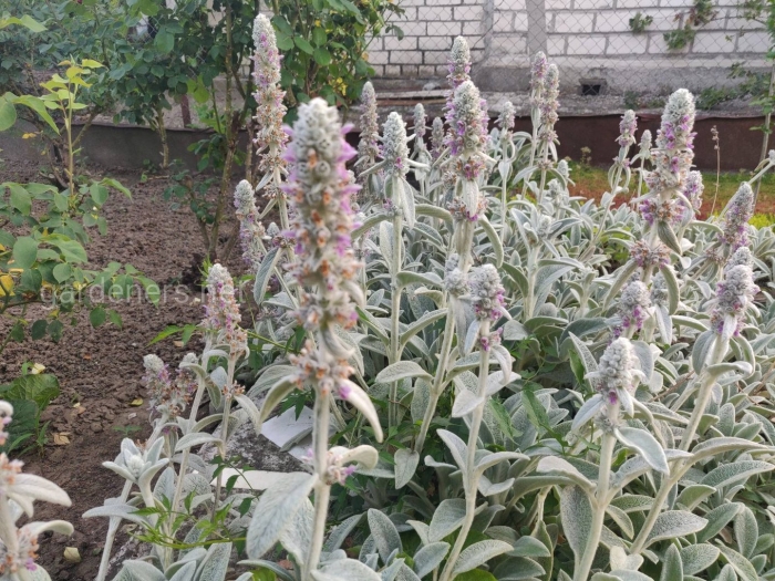 Стахис шерстистый (чистец) silver carpet