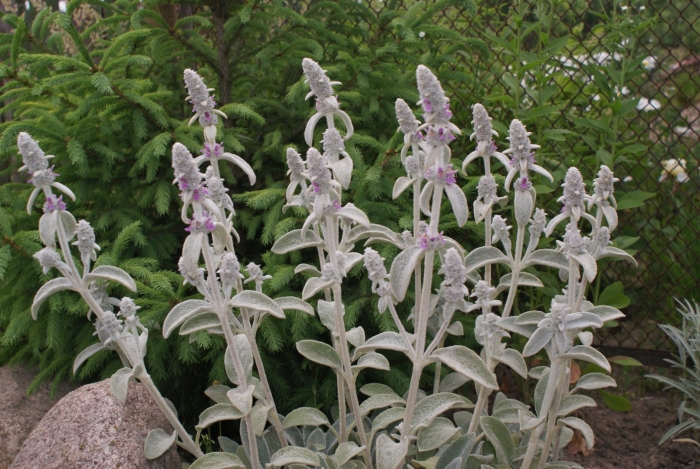 Чистец византийский стахис