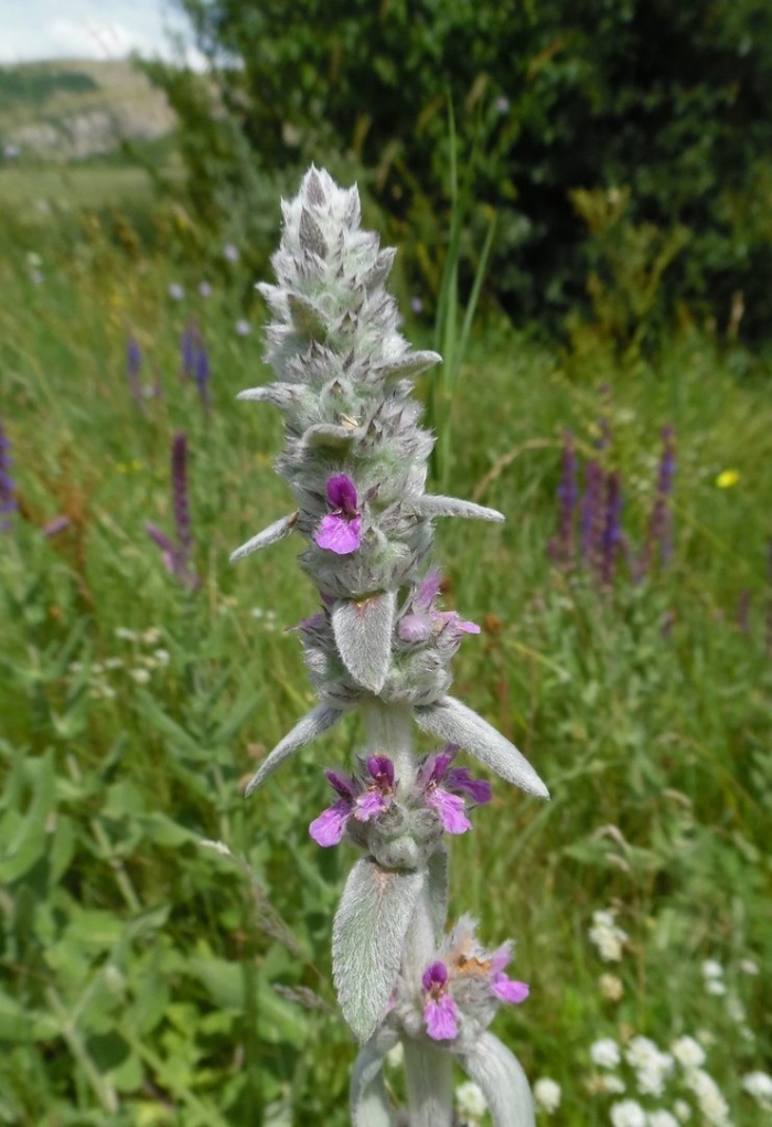 Стахис шерстистый чистец византийский