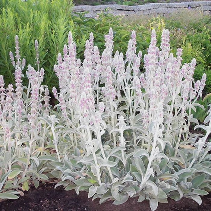 Стахис шерстистый