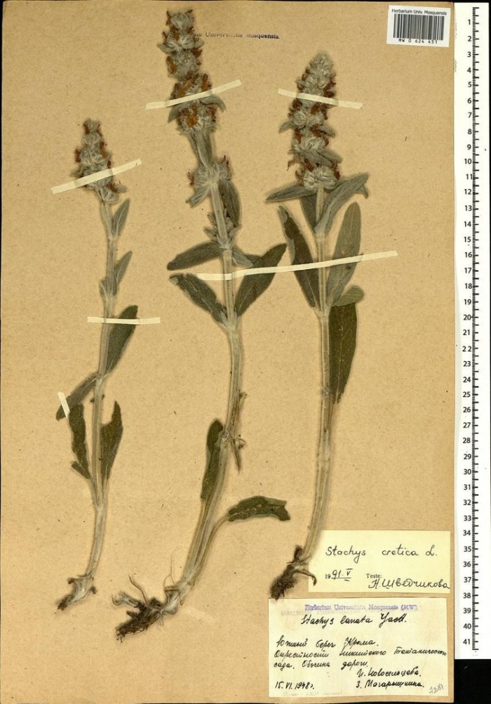 Чистец критский