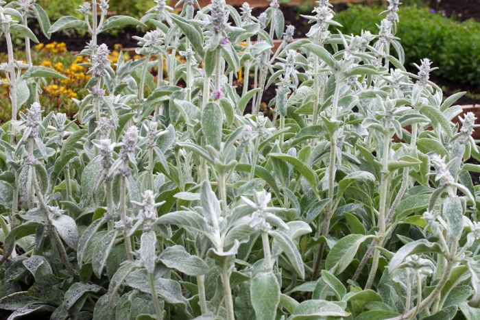 Стахис шерстистый сильвер карпет