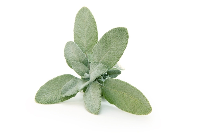 Salvia officinalis