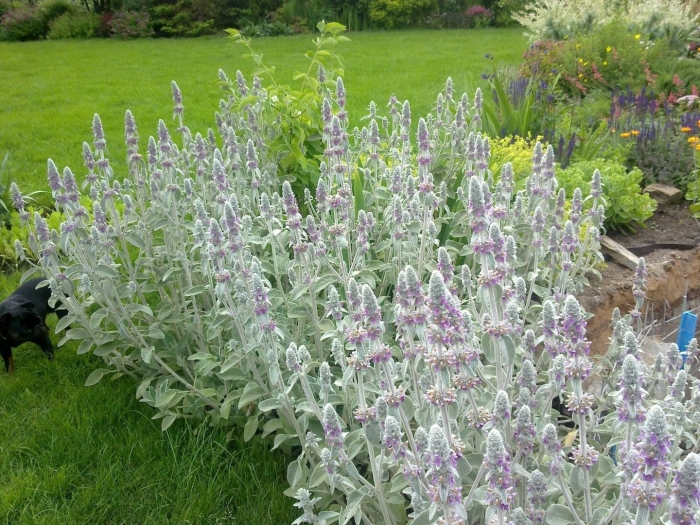 Чистец византийский стахис