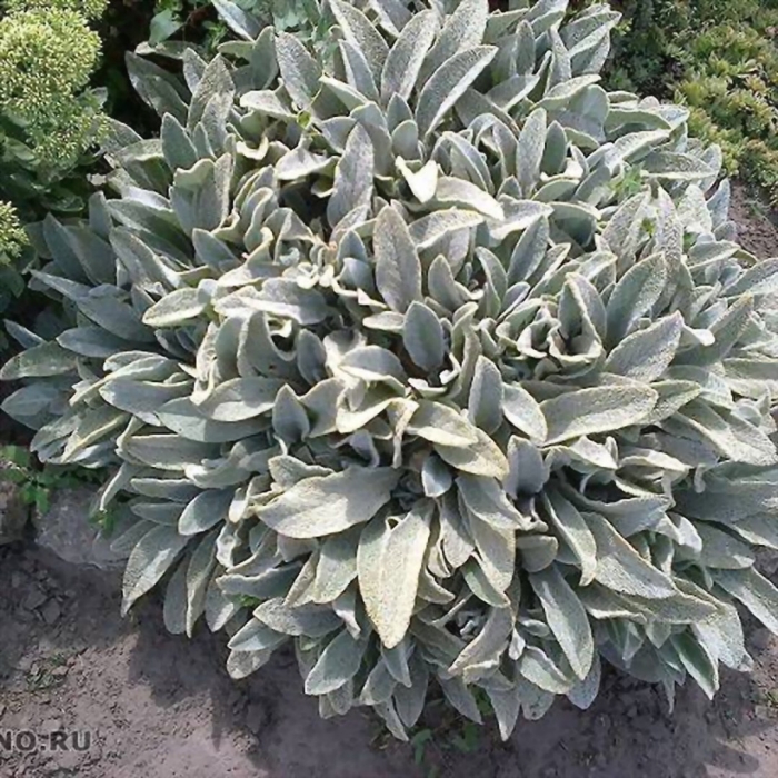 Стахис шерстистый сильвер карпет