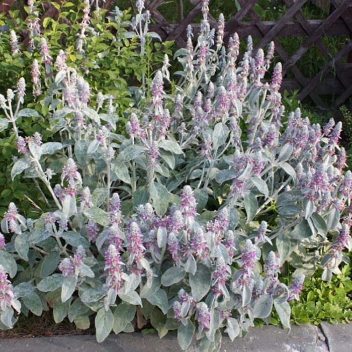 Чистец стахис