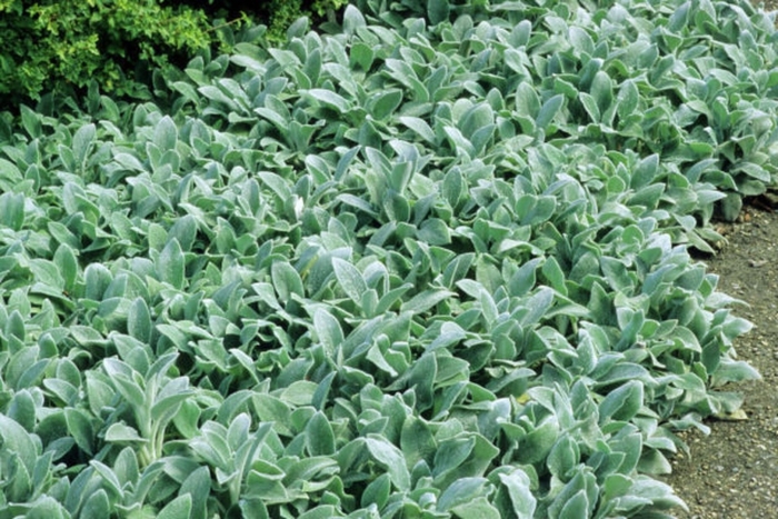 Стахис шерстистый сильвер карпет