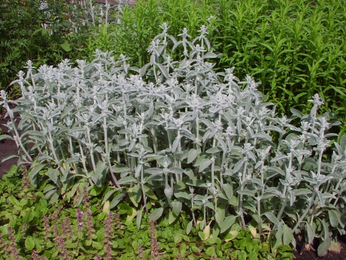 Чистец византийский стахис