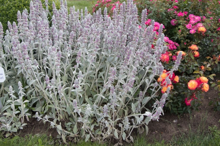 Стахис шерстистый сильвер карпет