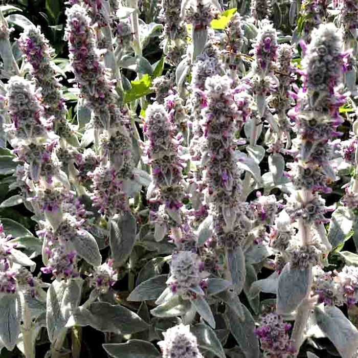 Чистец stachys