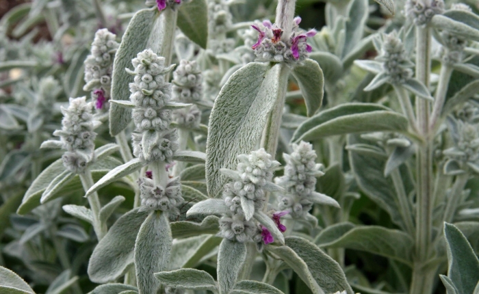 Стахис шерстистый сильвер карпет