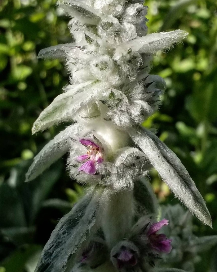 Стахис шерстистый амброзия