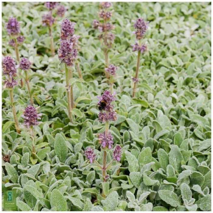 Чистец стахис монье