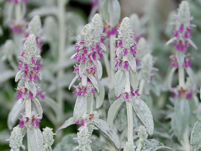 Чистец византийский стахис