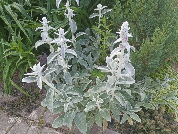 Чистец шерстистый