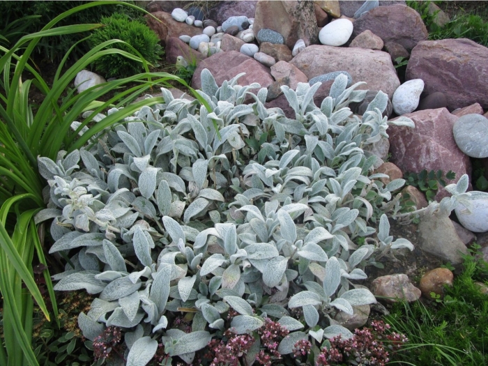 Стахис сильвер карпет