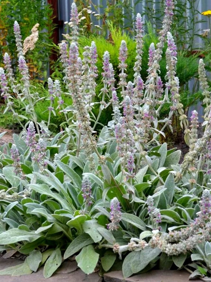 Стахис шерстистый чистец византийский