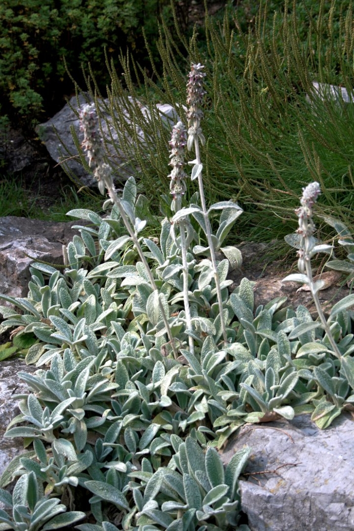 Stachys byzantina silver carpet