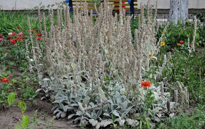 Стахис (чистец) шерстистый