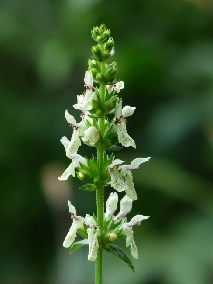 Чистец полевой