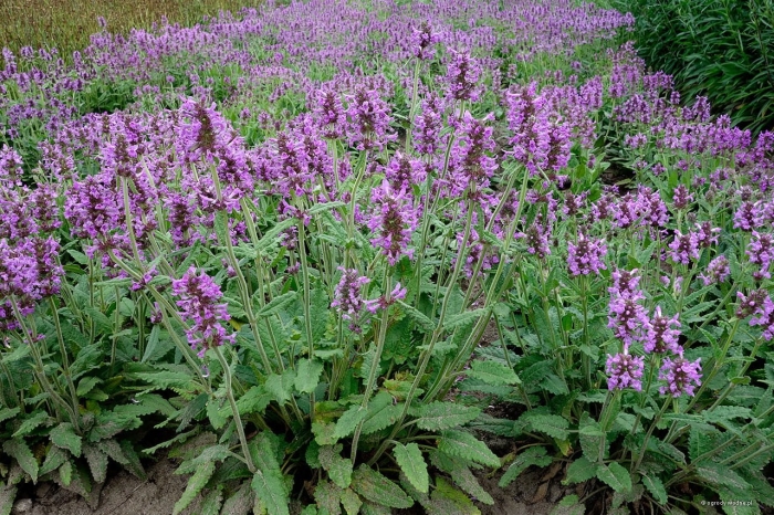 Буквица лекарственная betonica officinalis