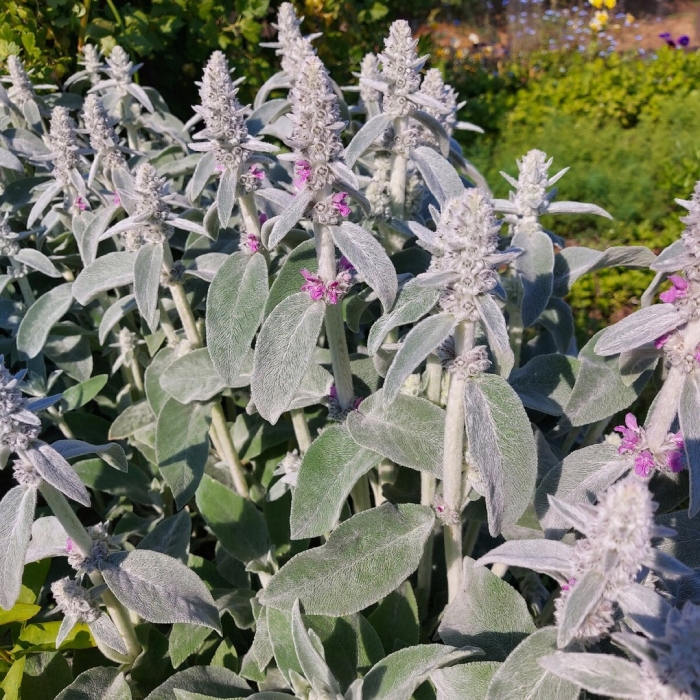 Чистец стахис