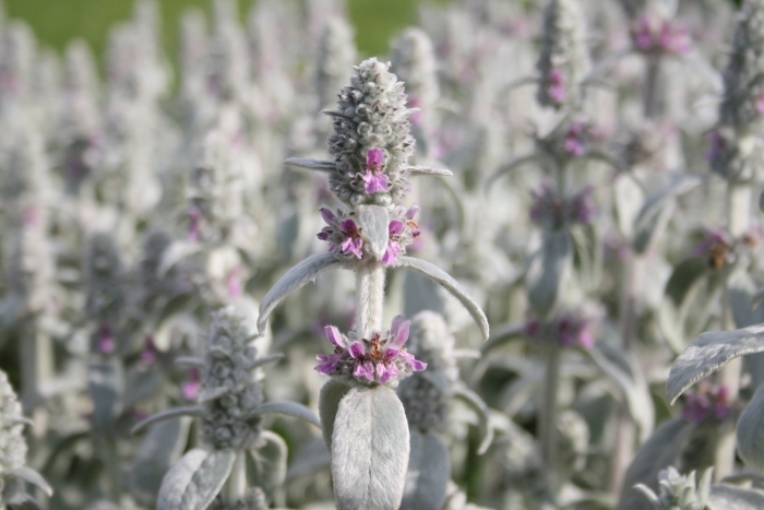 Чистец альпийский