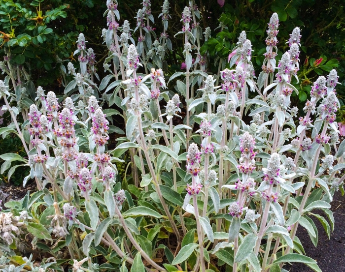 Чистец византийский