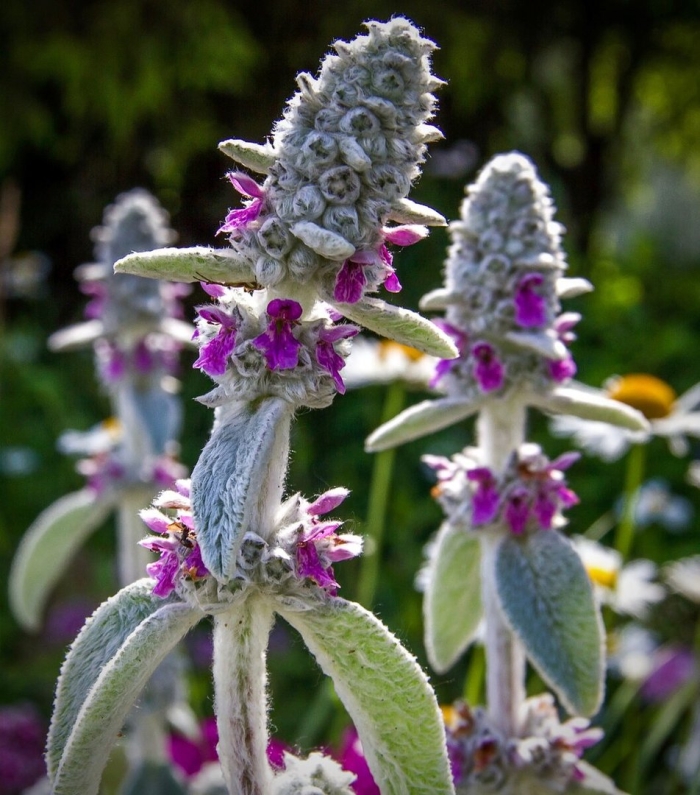 Чистец византийский стахис