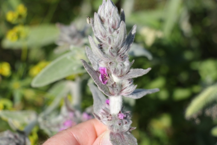 Стахис марвел шерстистый