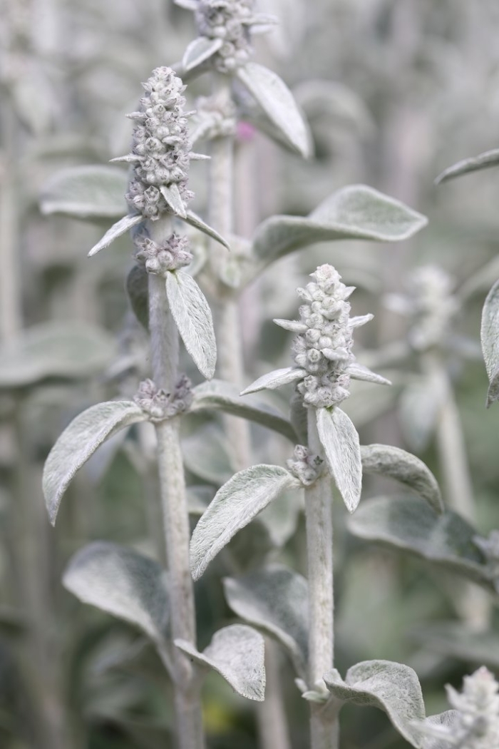 Стахис шерстистый сильвер карпет