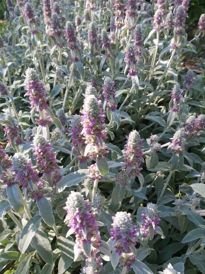 Стахис шерстистый (чистец) silver carpet