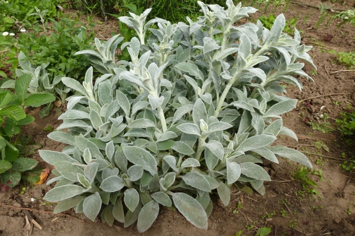 Чистец овечьи ушки