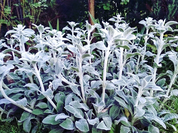 Стахис шерстистый сильвер карпет