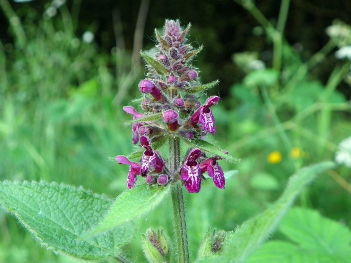 Stachys sylvatica