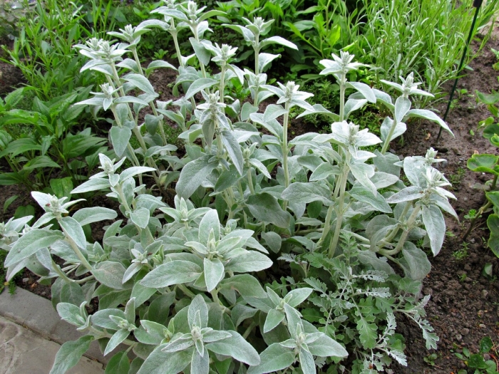 Стахис шерстистый чистец византийский