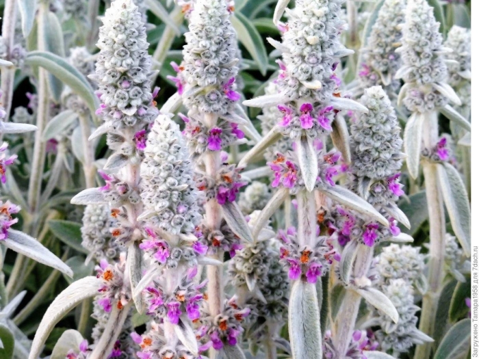 Стахис шерстистый чистец византийский