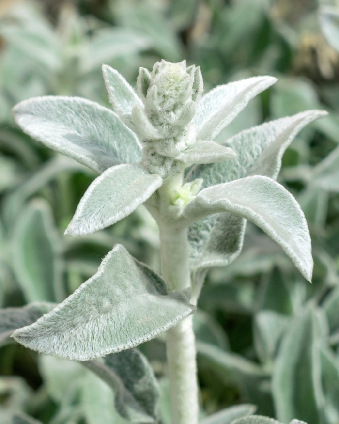 Чистец шерстистый византийский