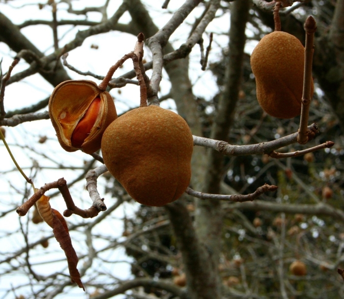 Aesculus californica