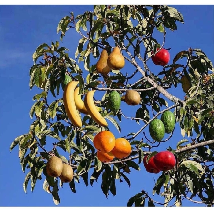Дерево с плодами