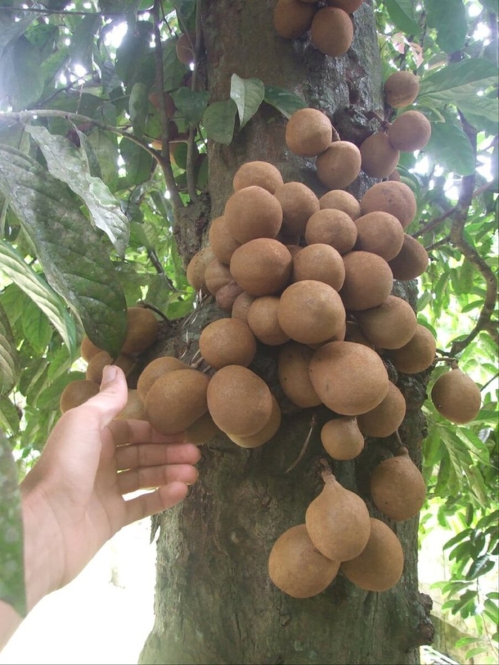 Дерево кепель