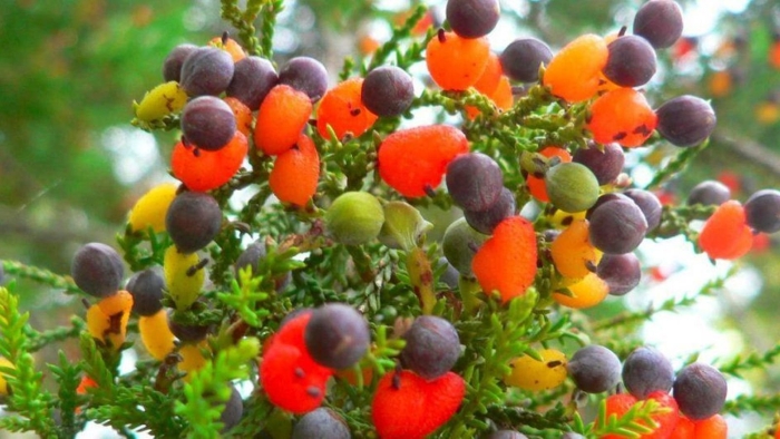 Ногоплодник дакридиевидный