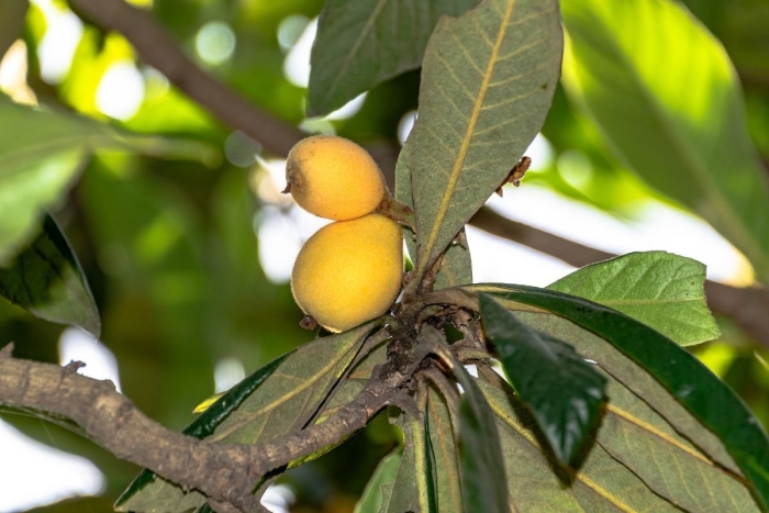 Авокадо мушмула