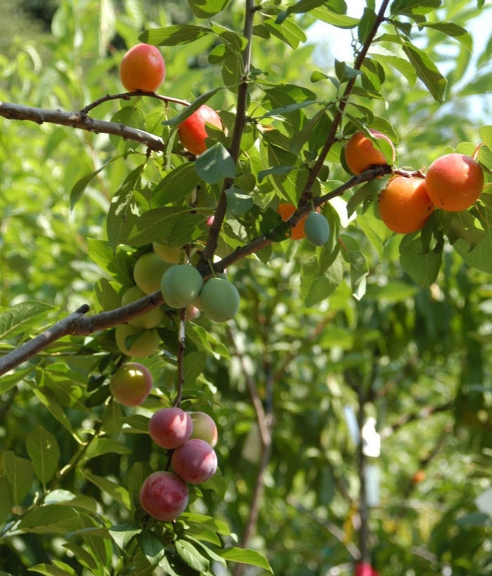 Дерево 40 плодов сэма ван акена