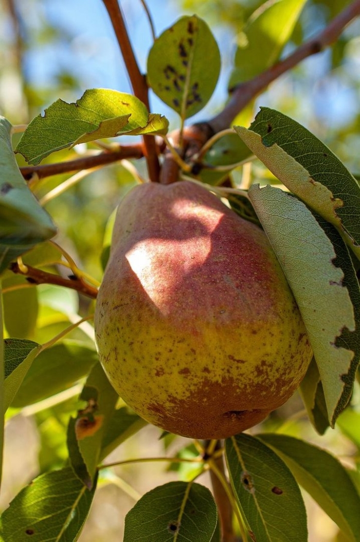 Груша дерево