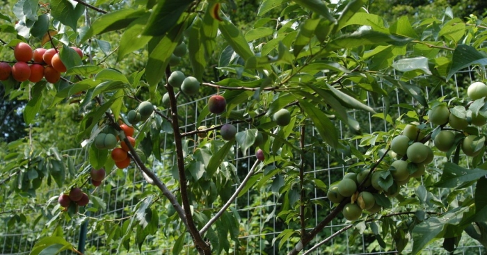 Сэм ван акен дерево 40 плодовых