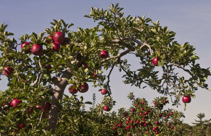 Яблоня карповское