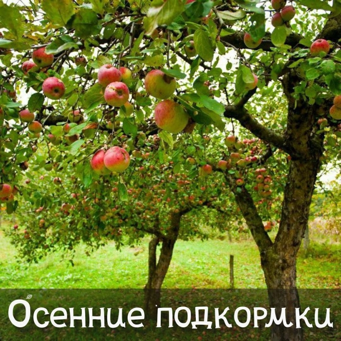 Яблоня весной